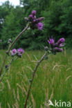 Kale jonker (Cirsium palustre)