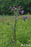 Kale jonker (Cirsium palustre)