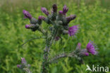 Marsh Thistle (Cirsium palustre)