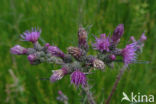 Marsh Thistle (Cirsium palustre)