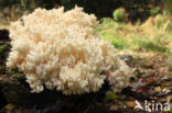 Kammetjesstekelzwam (Hericium coralloides)