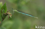 Damselfly (Erythromma lindenii)