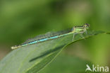 Damselfly (Erythromma lindenii)