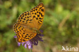 Keizersmantel (Argynnis paphia) 