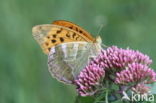 Keizersmantel (Argynnis paphia) 