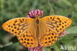 Silver-washed Fritillary (Argynnis paphia)