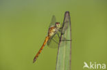 Eurasian red dragonfly (Sympetrum depressiusculum)