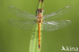 Eurasian red dragonfly (Sympetrum depressiusculum)