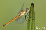 Eurasian red dragonfly (Sympetrum depressiusculum)