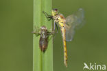 Eurasian red dragonfly (Sympetrum depressiusculum)