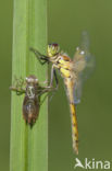 Kempense heidelibel (Sympetrum depressiusculum) 