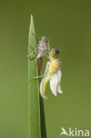 Kempense heidelibel (Sympetrum depressiusculum) 