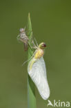 Kempense heidelibel (Sympetrum depressiusculum) 