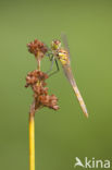 Eurasian red dragonfly (Sympetrum depressiusculum)