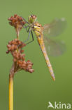 Eurasian red dragonfly (Sympetrum depressiusculum)