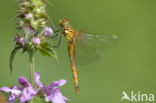 Eurasian red dragonfly (Sympetrum depressiusculum)