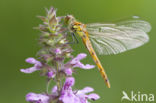 Eurasian red dragonfly (Sympetrum depressiusculum)