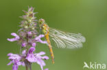 Eurasian red dragonfly (Sympetrum depressiusculum)