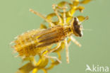 Kempense heidelibel (Sympetrum depressiusculum) 