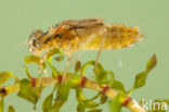 Kempense heidelibel (Sympetrum depressiusculum) 