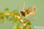 Eurasian red dragonfly (Sympetrum depressiusculum)