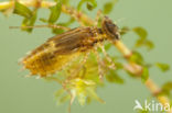 Kempense heidelibel (Sympetrum depressiusculum) 