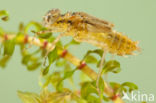 Eurasian red dragonfly (Sympetrum depressiusculum)