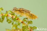 Eurasian red dragonfly (Sympetrum depressiusculum)