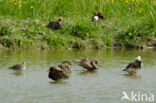 Ruff (Philomachus pugnax)