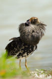 Ruff (Philomachus pugnax)