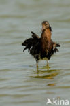 Ruff (Philomachus pugnax)