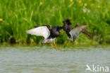 Ruff (Philomachus pugnax)