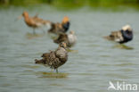 Ruff (Philomachus pugnax)