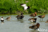 Ruff (Philomachus pugnax)