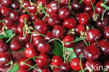 Cherry (Prunus spec)