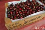 Cherry (Prunus spec)