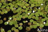 Frogbit (Hydrocharis morsus-ranae)