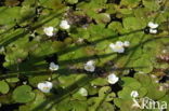 Frogbit (Hydrocharis morsus-ranae)