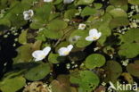 Frogbit (Hydrocharis morsus-ranae)