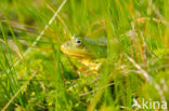 Kleine groene kikker