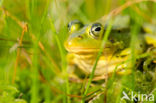 Pool Frog (Rana lessonae