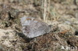 Tree Grayling (Hipparchia statilinus)