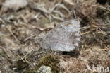 Tree Grayling (Hipparchia statilinus)