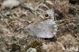 Kleine heivlinder (Hipparchia statilinus) 