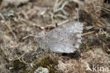 Tree Grayling (Hipparchia statilinus)