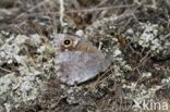 Kleine heivlinder (Hipparchia statilinus) 