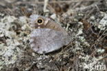 Kleine heivlinder (Hipparchia statilinus) 