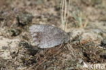 Kleine heivlinder (Hipparchia statilinus) 
