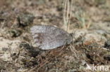 Tree Grayling (Hipparchia statilinus)