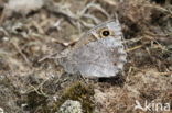 Tree Grayling (Hipparchia statilinus)